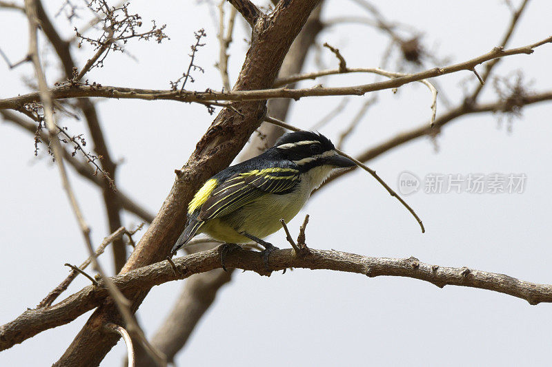 Yellow-rumped Tinkerbird